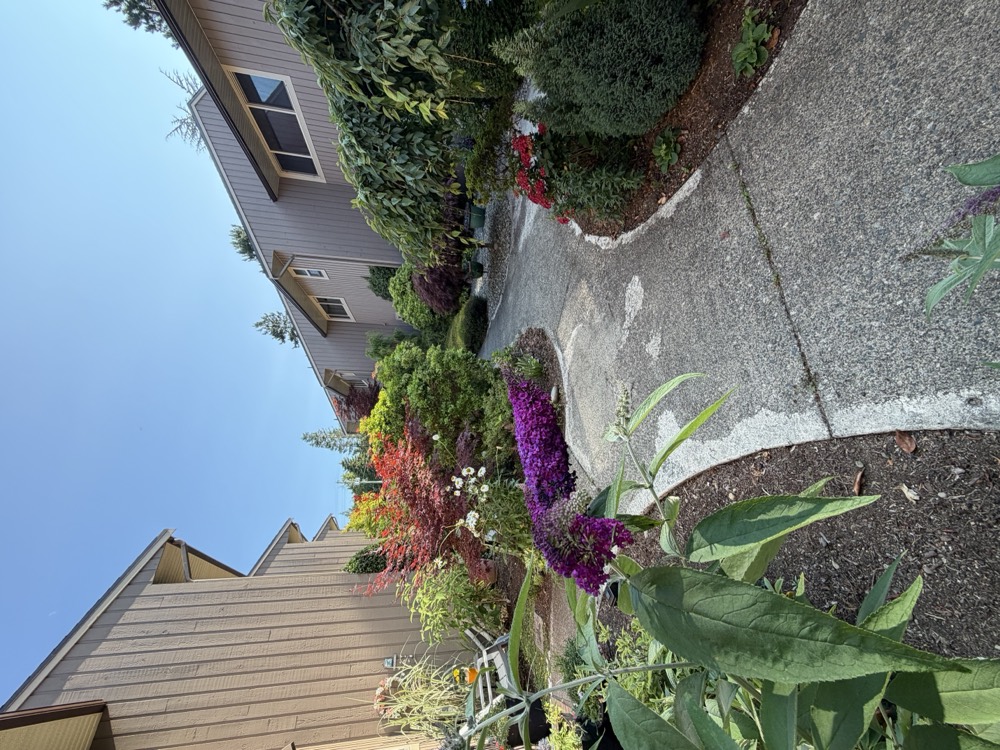 A curving concrete walkway between two rows of townhouses, lined with purple butterfly bush, red maples and white hydrangeas.