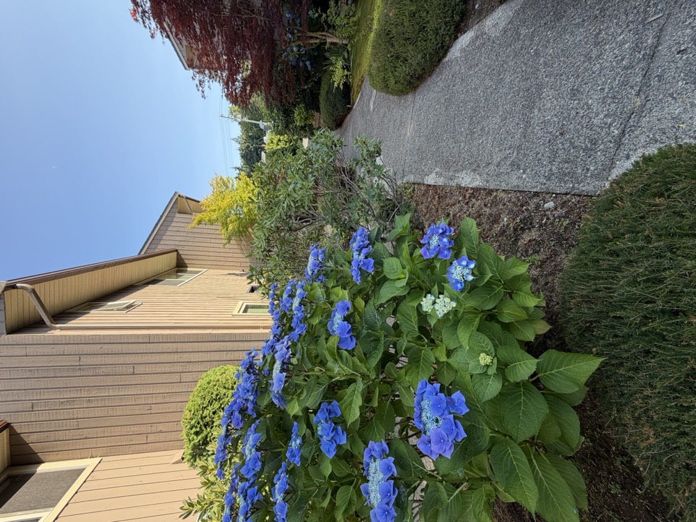 A large blue lacecap hydrangea in full bloom beside a walkway, with cedar-sided townhouses rising behind it.