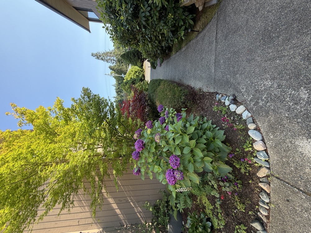 Purple mophead hydrangeas and a golden Japanese maple beside a river-rock border along the path.