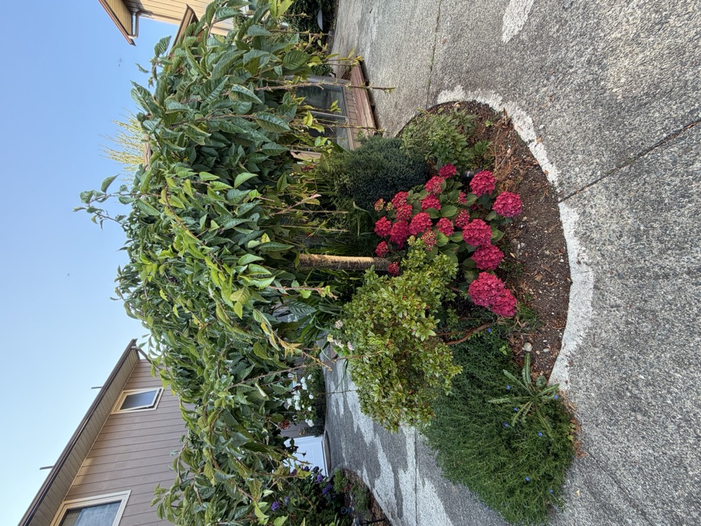 A weeping tree underplanted with magenta hydrangeas in a round garden bed set into the concrete courtyard.