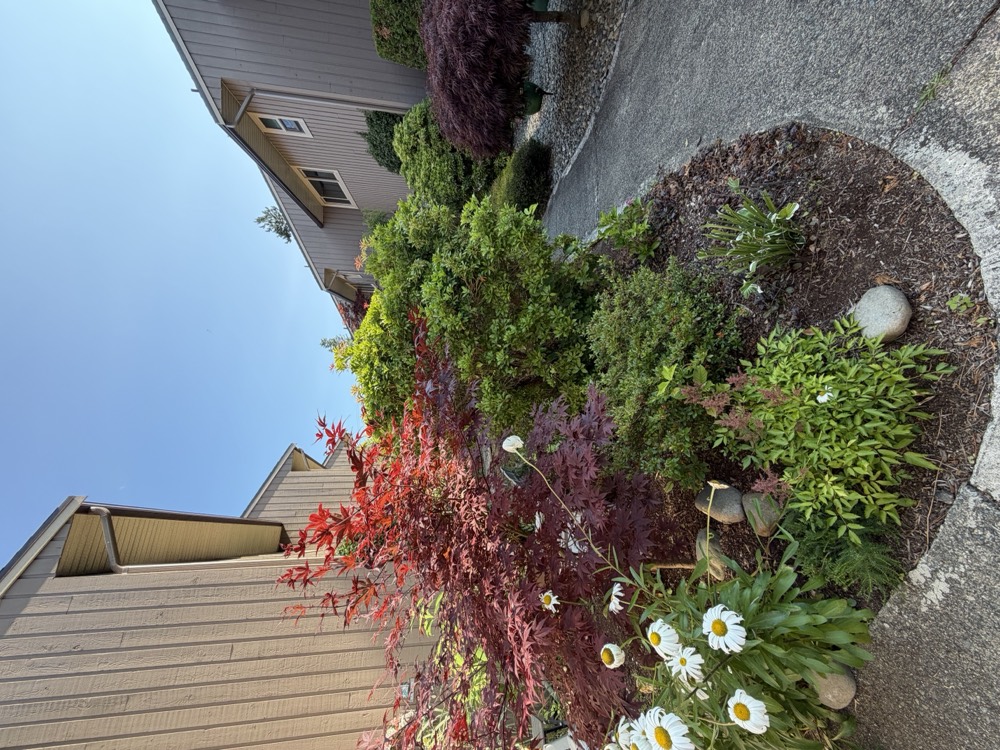 Red and green Japanese maples with shasta daisies at their feet, beside the corner of a townhouse.