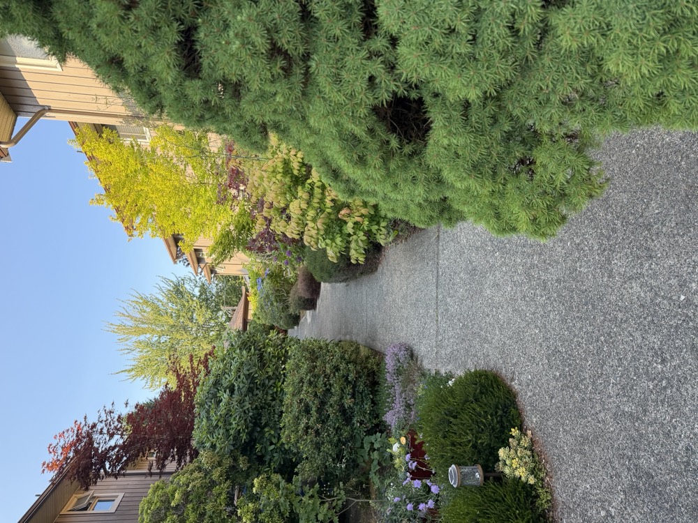 A narrow walkway running between clipped hedges and a large spreading pine, with maples overhead.