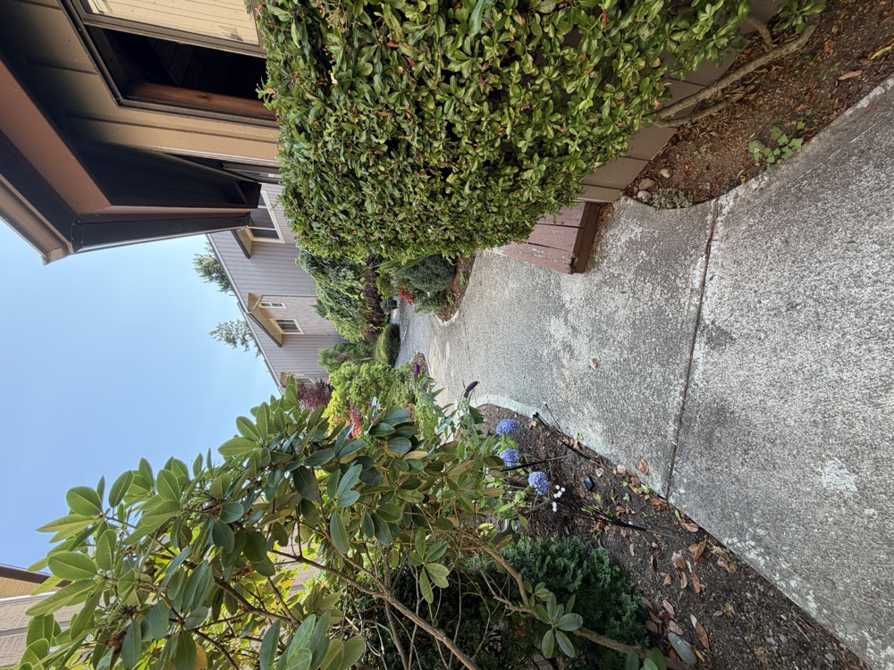 A walkway curving past a mature rhododendron in leaf, with a trimmed hedge on the opposite side.