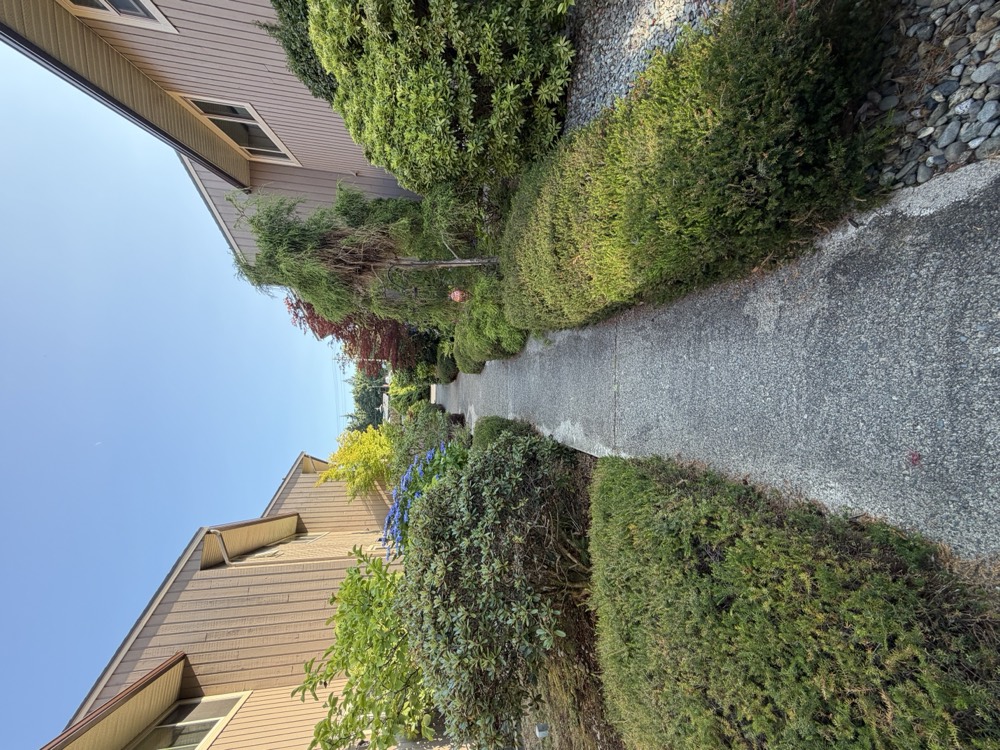 A straight concrete path between low clipped hedges, with blue hydrangeas and a weeping tree at the far end.