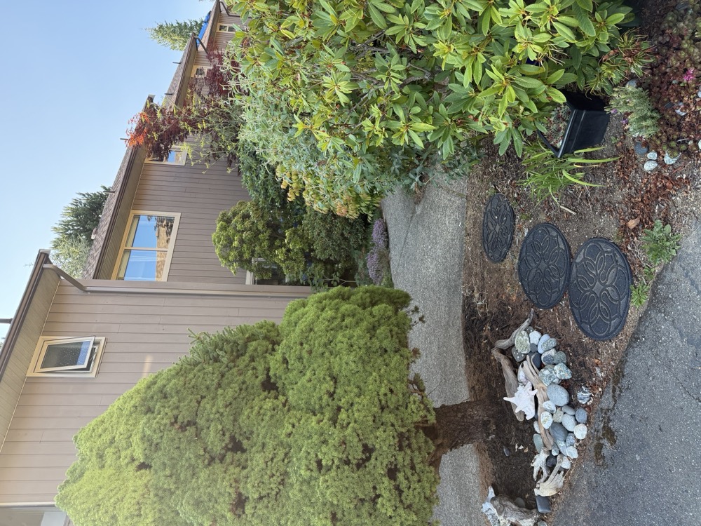A dwarf conifer underplanted with beach stones, shells and driftwood beside a resident's patio.
