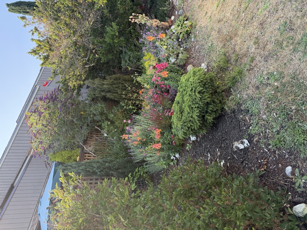 A long perennial border in high summer with snapdragons, salvia and dwarf conifers against a fence and patio umbrella.