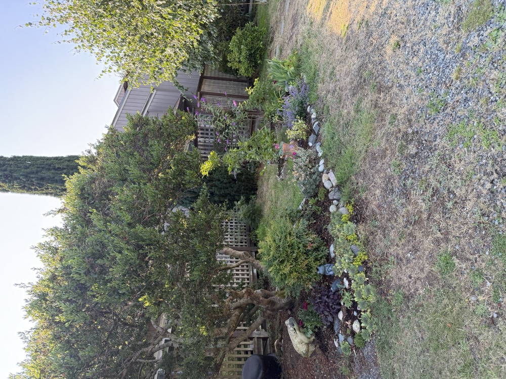 A mature olive tree and rock garden bordered with beach stones on the lawn behind the units.