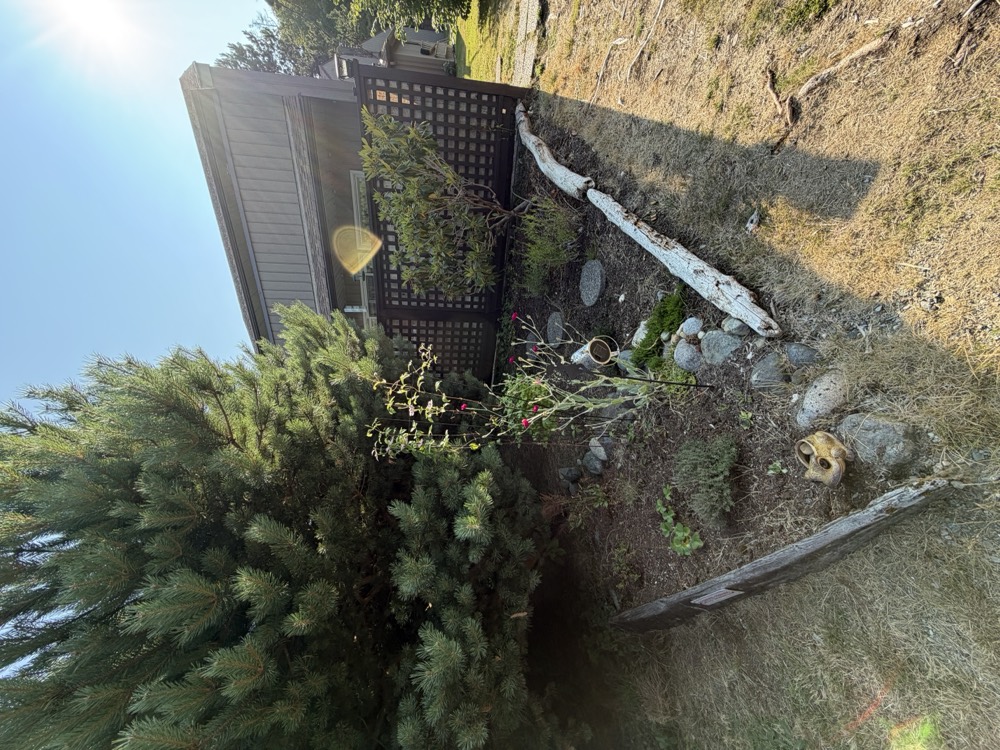 A blue spruce and rose bushes in a bed edged with a long piece of bleached driftwood, beside a lattice fence.
