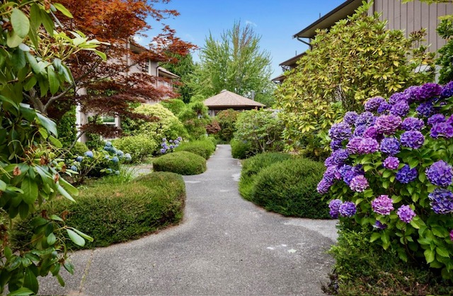 A paved walkway curving between clipped hedges and mounded shrubs, with a gazebo at the far end and purple hydrangeas in the foreground.