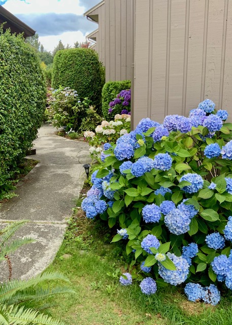 A narrow concrete path between a tall hedge and a bank of blue mophead hydrangeas growing against a cedar-sided unit.