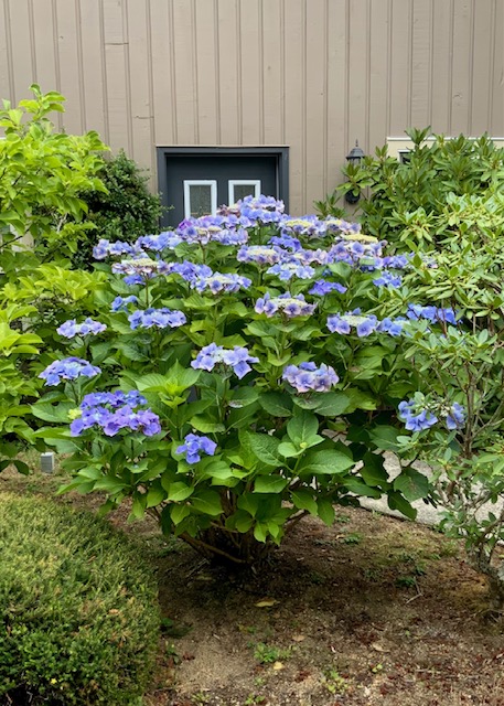 A large blue lacecap hydrangea in full bloom beneath a basement window, framed by rhododendron and a low clipped hedge.