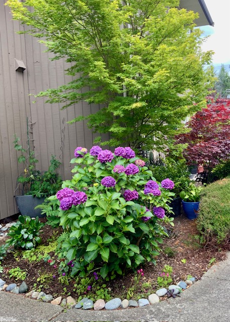 Deep purple mophead hydrangeas in a river-rock edged bed, beneath a golden-leaved Japanese maple, with a red maple beyond.