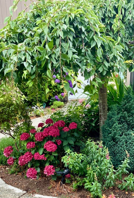 Magenta hydrangeas flowering at the foot of a small weeping tree, with a dwarf conifer and a purple buddleia alongside.