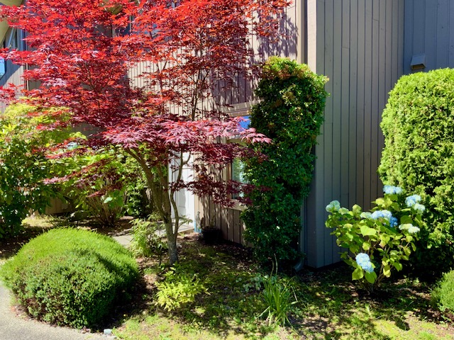 A red-leaved Japanese maple at the corner of a unit, with clipped green mounds below, ivy climbing the wall and a pale blue hydrangea to the right.