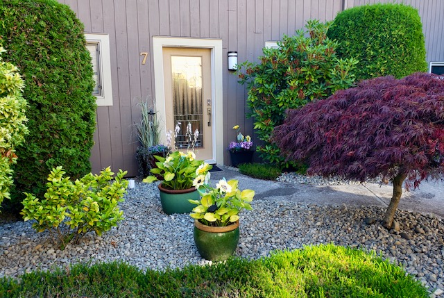 The same number 7 doorway later in the year, with hostas in flower in two glazed pots and the lace-leaf maple fully coloured up.
