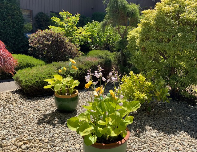 Two glazed pots of variegated hostas in flower standing on a gravel bed, with clipped shrubs and a small standard tree behind.