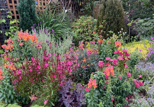 A densely planted border of orange snapdragons, pink gaura, lavender and purple sedum in front of a lattice fence.