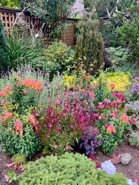 The same mixed border seen end-on, with a dwarf spruce in the foreground and a clipped conifer rising behind the flowers.
