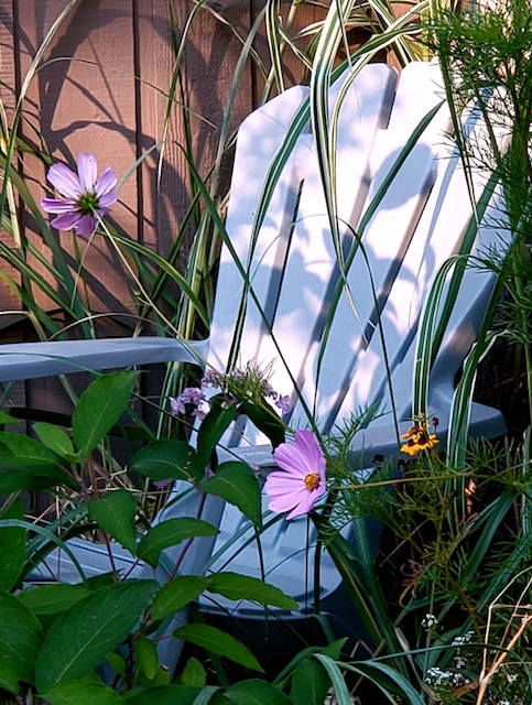 A white Adirondack chair half hidden behind variegated grass and pink cosmos flowers, against a cedar fence in low evening light.